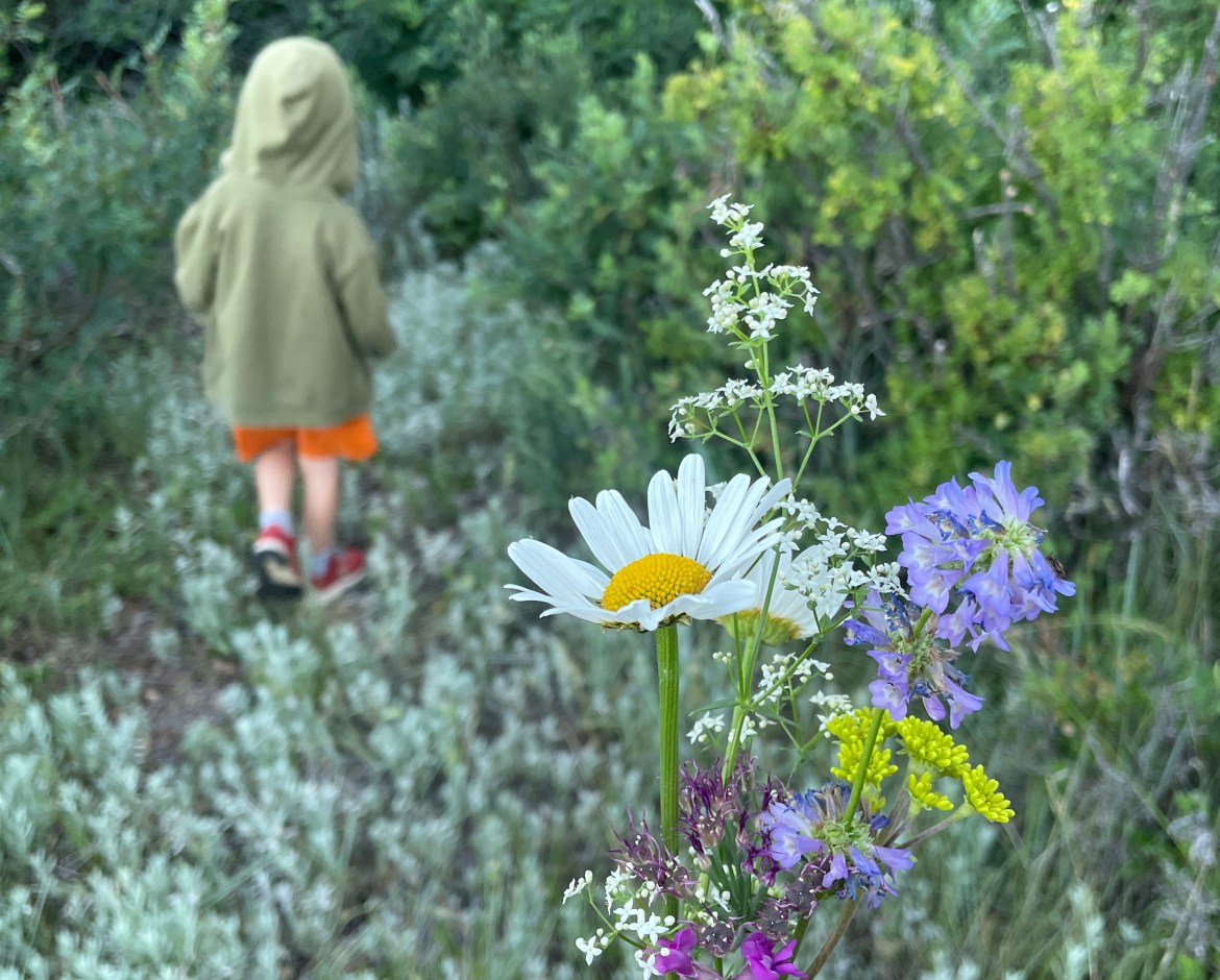 Wyoming wildflowers with a small child walking away in the background.
